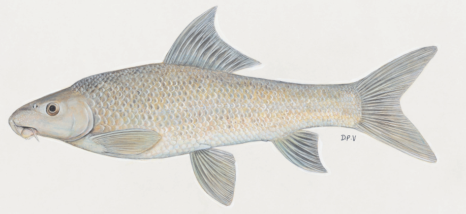 Where does the WTA operate?