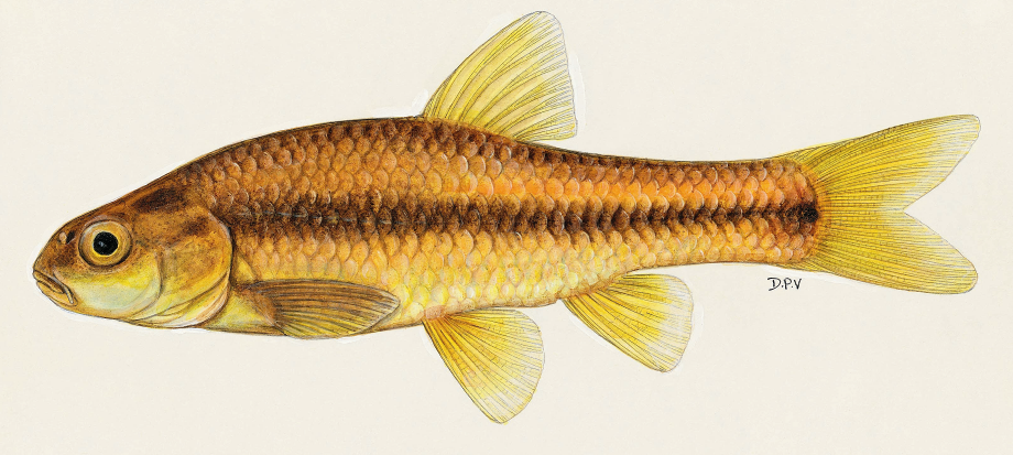 Guidelines for arranging fishing on WTA waters