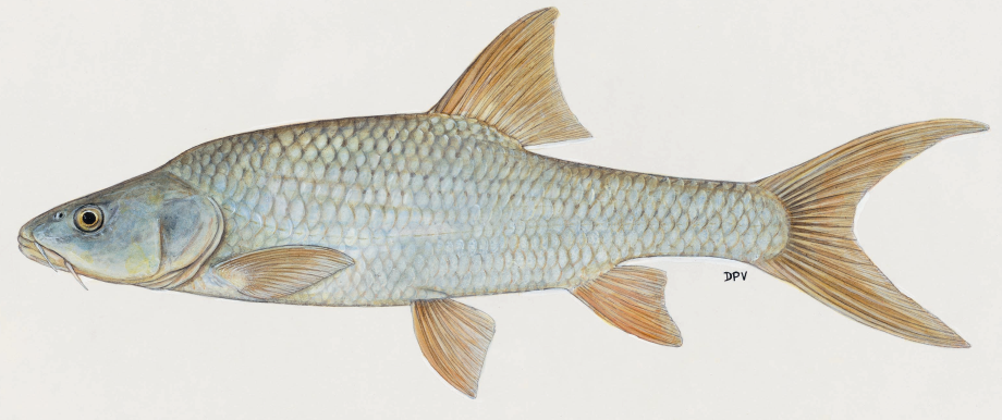 WTA Marketing Activities & Festival Catch Summary