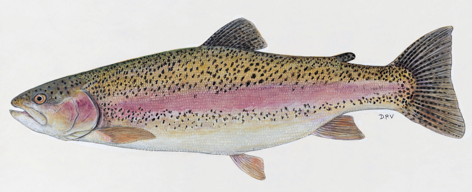 Preface from the Chairman