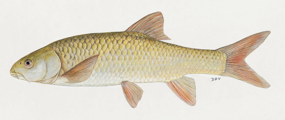 The Wild Trout Association Wall of Shame